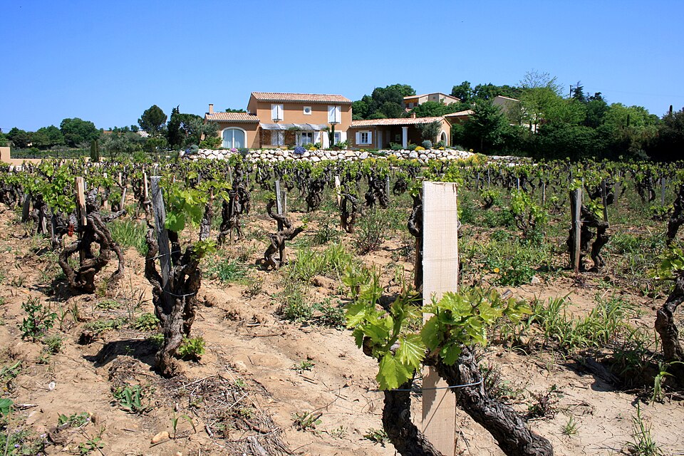 Sol sableux d'une parcelle de vigne