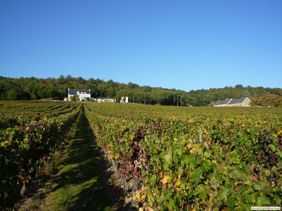 Les vignes du domaine Charles Joguet et la chapelle du Clos Monplaisir, à Chinon